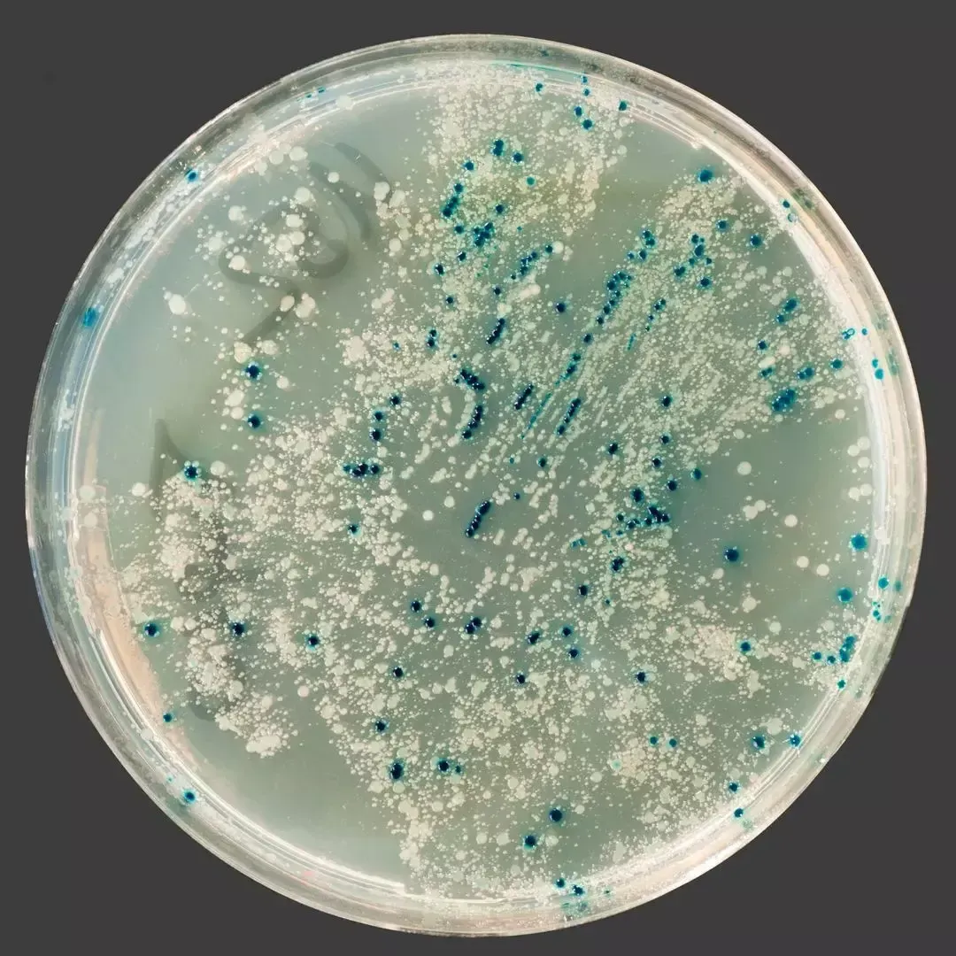 Living mold spores cultured on a Petri dish in an independent laboratory